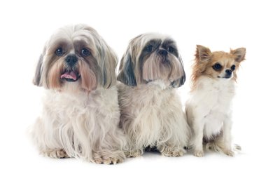 Shih tzu ve chihuahua