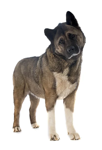 Amerikan akita — Stok fotoğraf