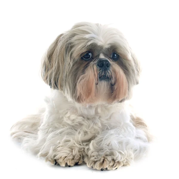 Shih Tzu — Zdjęcie stockowe