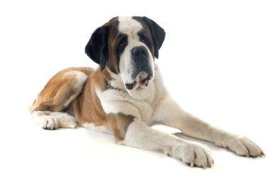 Saint bernard