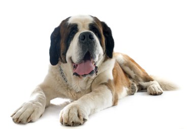 Saint bernard