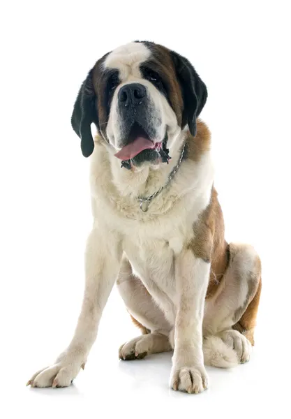 Saint bernard — Stok fotoğraf