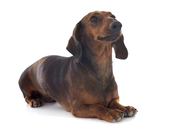 Dachshund dog — Stock Photo, Image