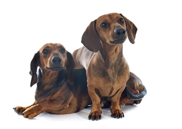 Dachshund köpekler — Stok fotoğraf