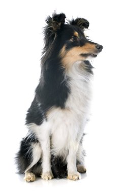 Shetland köpek