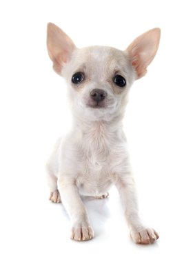 köpek chihuahua