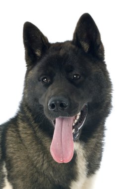 amerikan akita