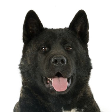 amerikan akita