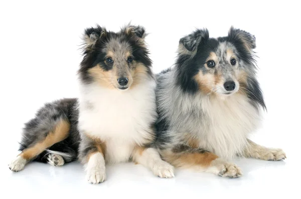 Shetland puppy en volwassene — Stockfoto