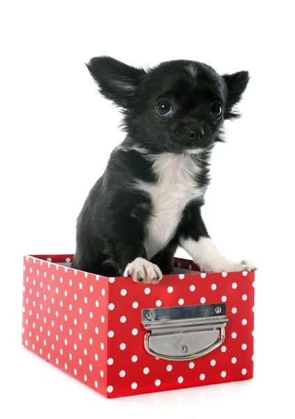 Puppy chihuahua — Stock Photo, Image