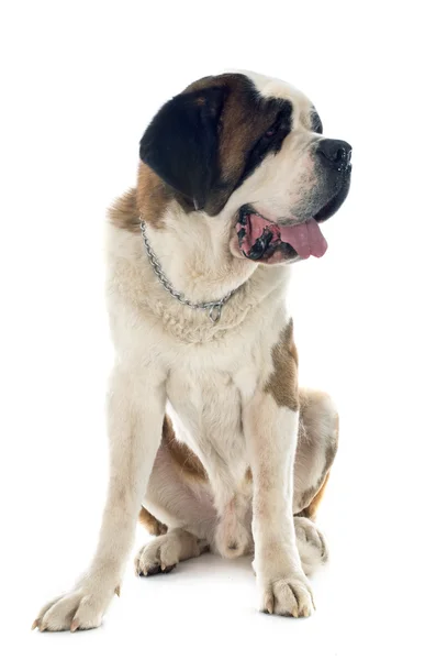 Saint bernard — Stockfoto