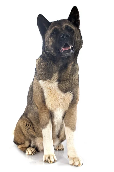 Amerikanische akita — Stockfoto