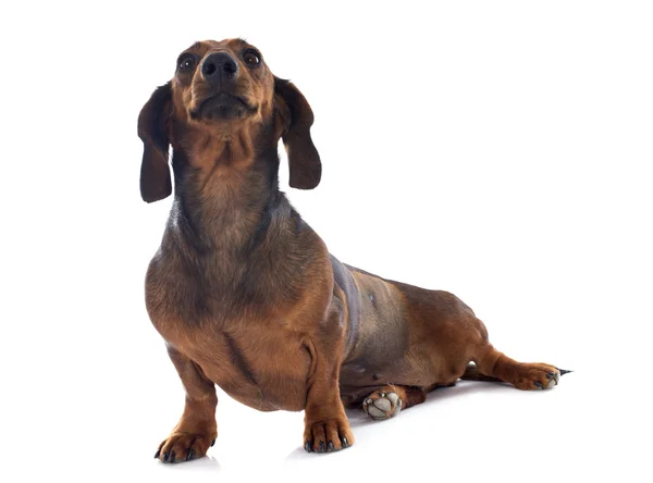 Dachshund dog — Stock Photo, Image