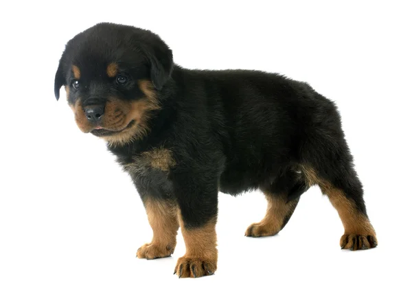 Welpen-Rottweiler — Stockfoto