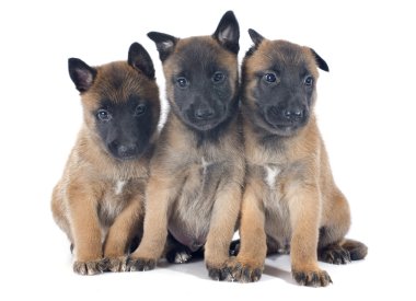 yavru malinois