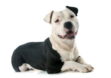 Amerikan gönüllü asker personel yönetim bölgesi