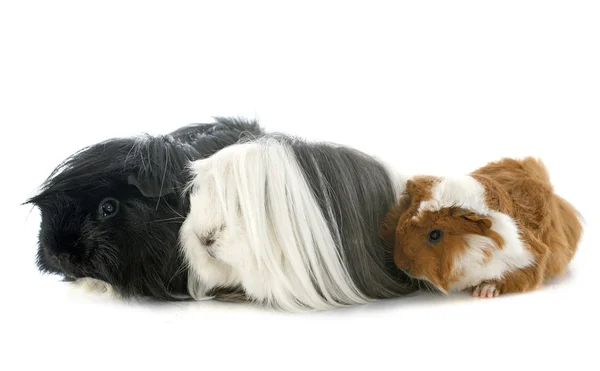 Cavia's — Stockfoto