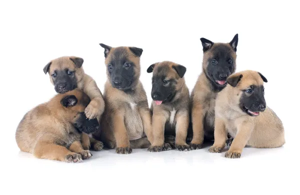 Yavru malinois — Stok fotoğraf