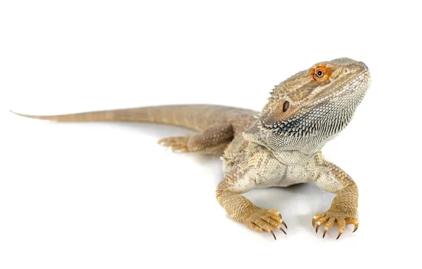 Bearded dragons — Stock Photo, Image