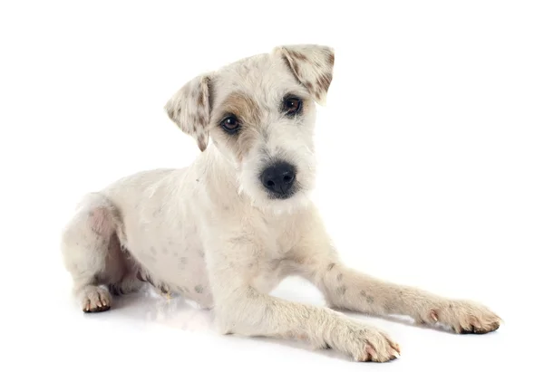 Parson Russell Terrier — Fotografia de Stock