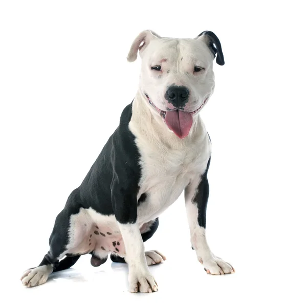 American staffordshire terrier — Stock Photo, Image