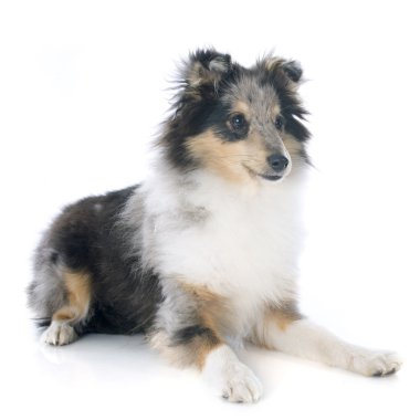 Shetland köpek yavrusu