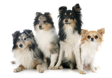 Shetland köpekler ve chihuahua