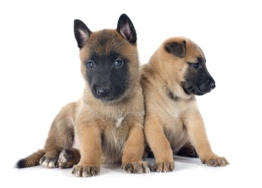 yavru malinois