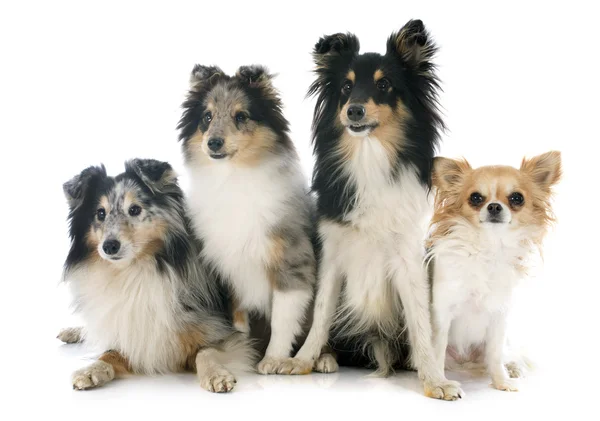 Shetland dogs and chihuahua — Stock Photo, Image