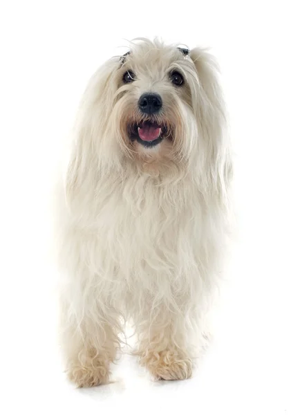 Coton De Tulear — Foto de Stock