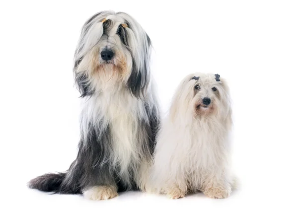 Coton de tulear ve sakallı kömür ocağı — Stok fotoğraf