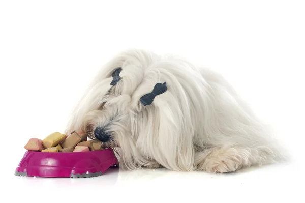 Eating coton de tulear — Stock Photo, Image