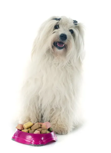 Comer cotão de tulear — Fotografia de Stock