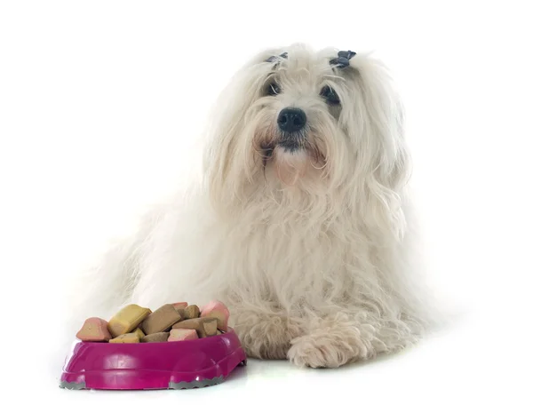 Comer coton de tulear — Foto de Stock