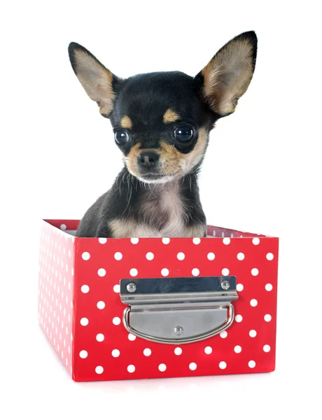 Puppy chihuahua — Stock Photo, Image