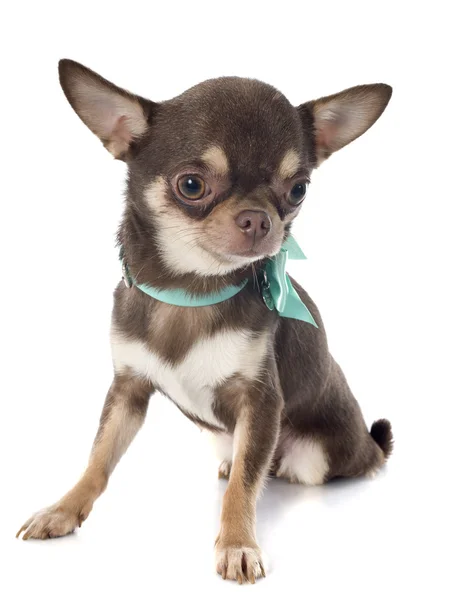 Chihuahua — Stockfoto