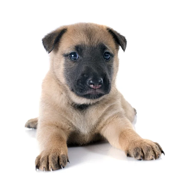 Cucciolo malinois — Foto Stock