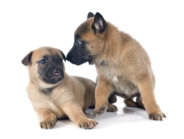 Cachorros malinois — Fotografia de Stock