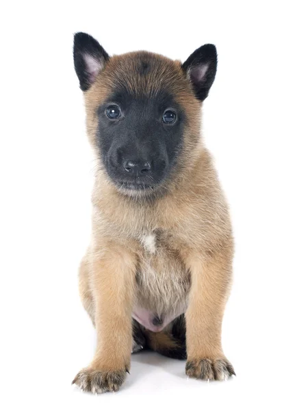 Köpek yavrusu malinois — Stok fotoğraf