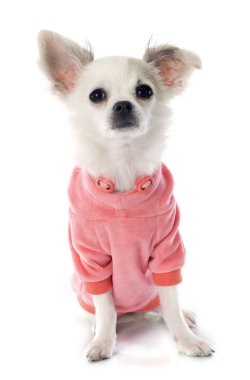 köpek chihuahua