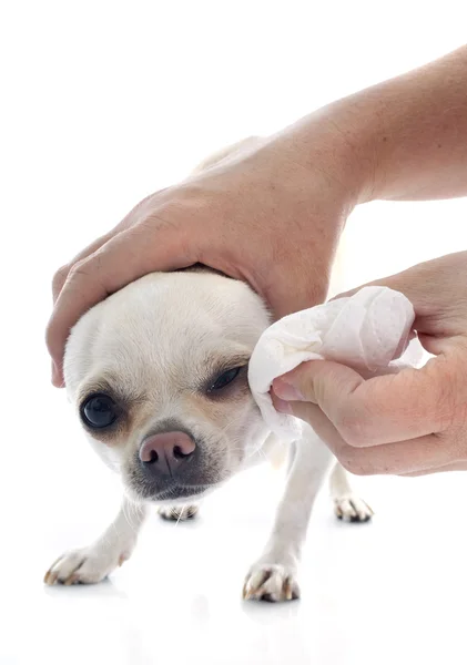 Lavage chihuahua — Photo