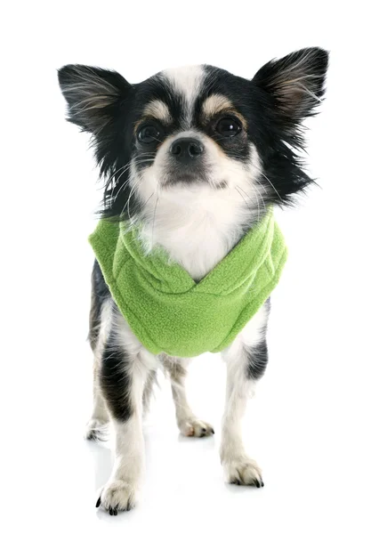 Chihuahua vestita — Foto Stock