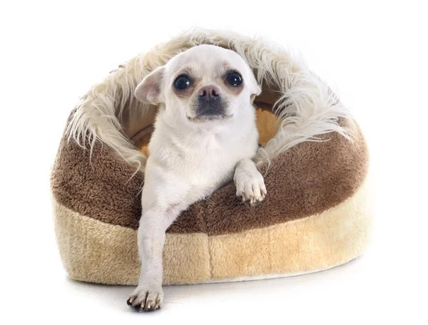 Chihuahua köpek yatakta — Stok fotoğraf