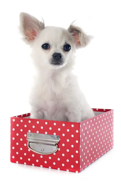 Puppy chihuahua — Stock Photo, Image