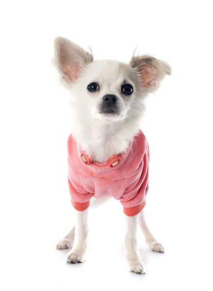 Puppy chihuahua — Stock Photo, Image