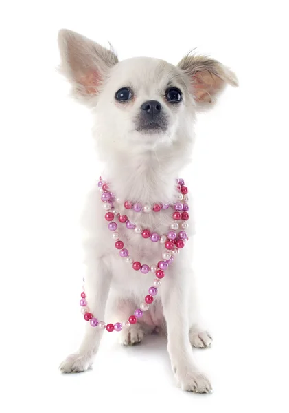 Cachorro Chihuahua — Foto de Stock