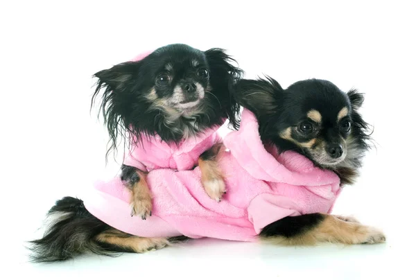 Gekleidete Chihuahuas — Stockfoto