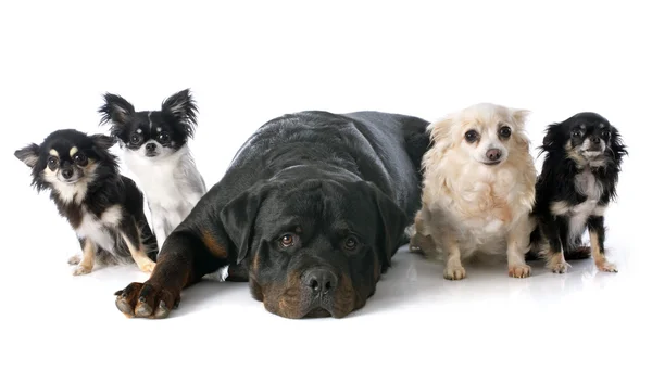 Chihuahuas and rottweiler — Stock Photo, Image