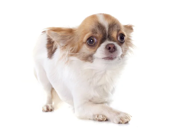 Puppy chihuahua — Stock Photo, Image