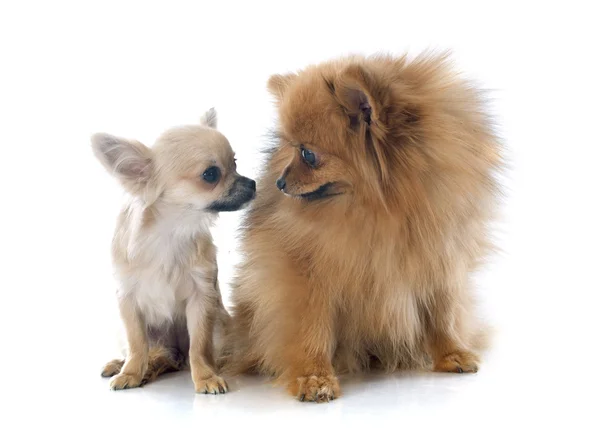 Chihuahua cachorro y spitz — Foto de Stock